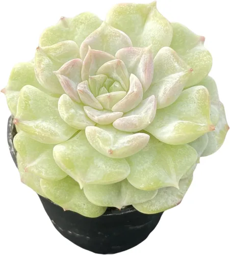 Sprout N Green Echeveria Crystal Amber, planta suculenta viva totalmente enraizada en maceta de 2 pulgadas, planta de interior y exterior, hogar,