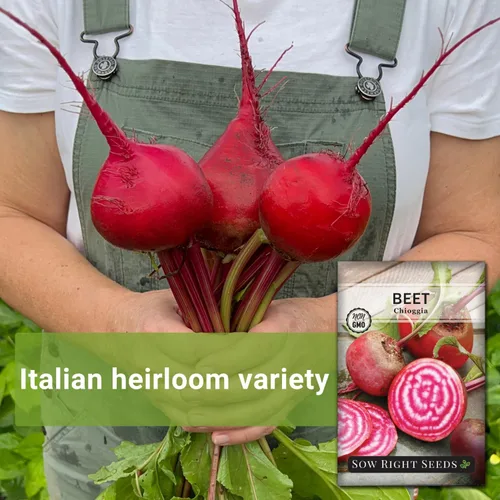 Miniatura 3 de Sow Right Seeds - Semillas de remolacha Chioggia para plantar - Paquete de reliquia sin OMG con instrucciones para plantar y cultivar un huerto