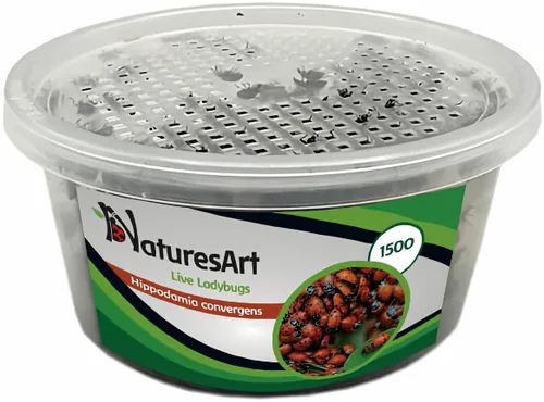 NaturesArt 1500 Mariquitas Vivas - Buenos Insectos para el Jardín - Entrega Garantizada de Mariquitas Vivas* - Caja de Plástico, Contenedor, Estuche.