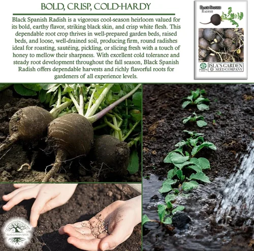Miniatura 5 de Semillas de rábano "Black Spanish Round" para plantar, más de 150 semillas de reliquia por paquete, semillas de jardín de Isla