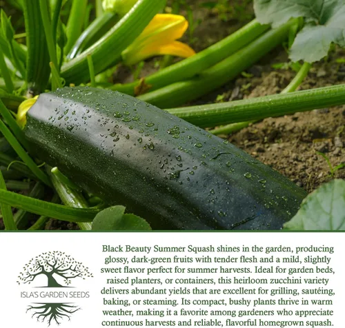 Miniatura 6 de Isla's Garden Seeds - Semillas de calabaza verde de verano Black Beauty para plantar - Más de 25 semillas tradicionales por paquete, sin OMG, nombre