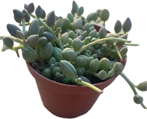 Miniatura 19 de Plantas suculentas vivas, variedades variadas en dos tamaños de maceta, plantas de fácil cuidado para interiores y exteriores, GNEM