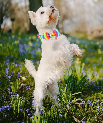 Miniatura 5 de DOGWONG Collar de perro arcoíris con bonito lazo para el Mes del Orgullo LGBT - Collar ajustable y cómodo para perros grandes, medianos y pequeños