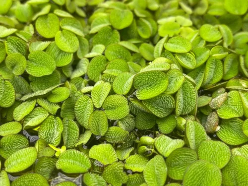 Miniatura 7 de Azolla caroliniana 10 + Plantas Vivas Flotantes Planta de Estanque Mosquito Helecho Agua Terciopelo Hada Musgo Acuario Estanques al aire libre