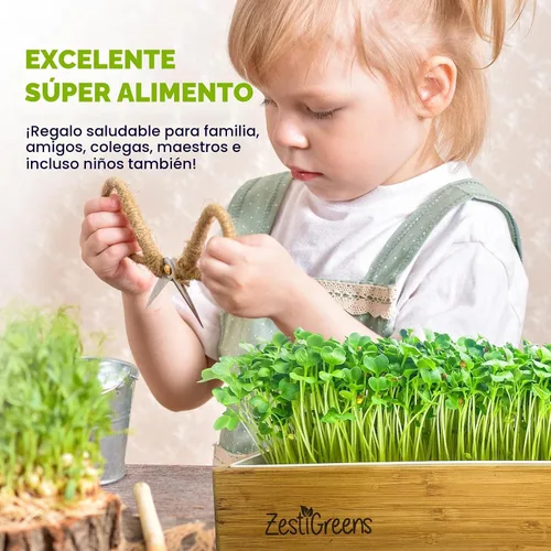 Miniatura 5 de Kit de cultivo de microgreens de riego automático, la forma más fácil de cultivar microverduras frescas en casa. Incluye bandeja reutilizable