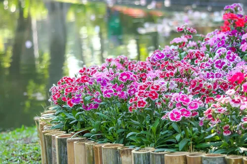 Miniatura 2 de 1000 Pinks chinos (rosa de China/rosa arcoíris) Dianthus Chinensis semillas de flores