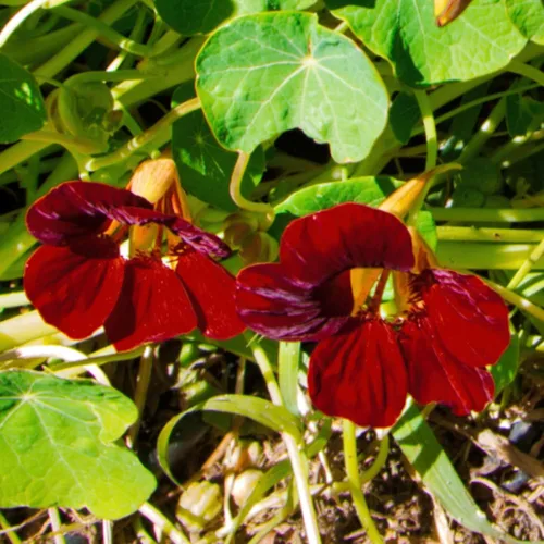 Miniatura 4 de Seed Needs Semillas de Nasturtium Variedad Black Velvet Más de 350 semillas Tropaeolum Minus semilla de flor anual Flores comestibles