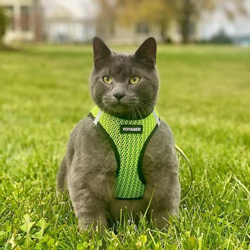 Miniatura 8 de Best Pet Supplies - Arnés de malla para todo tipo de clima, reflectante, antitirones, para perro y gato pequeño y mediano, con cierre de velcro