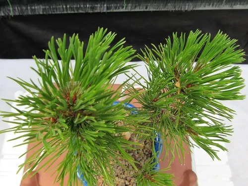 Miniatura 4 de Árbol bonsái de pino Mugo - Pequeño