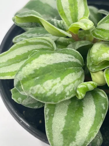 Miniatura 8 de BubbleBlooms Peperomia Mini Sandía, 4 pulgadas de diámetro