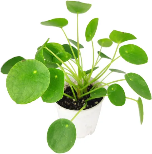 Pilea Peperomioides 'Chinese Money' (4 pulgadas) - Plantas de interior de la suerte - Plantas de interior únicas de 4/6 pulgadas - Plantas de Pilea