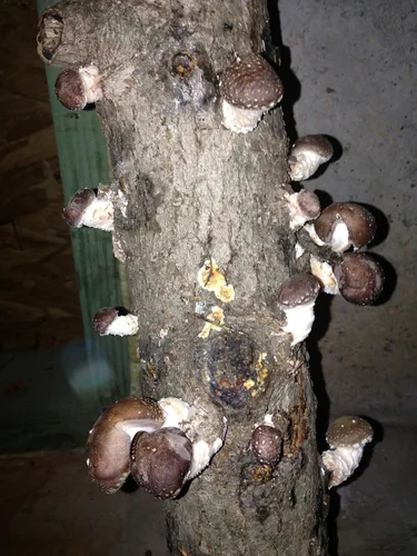 Miniatura 2 de Shiitake Mushroom Fatboy Log 25" Enjoy Edible Amazing Hongos Cultiva el tuyo