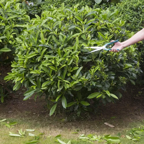 Miniatura 4 de Tijeras de mano para jardinería o esquila de ovejas - Tijeras topiarias/setos de acero inoxidable manganeso para poda GD-010-S