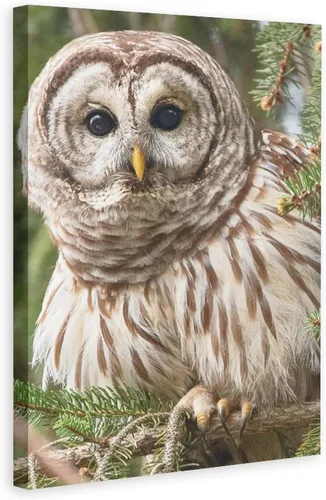 Miniatura 6 de Póster de lienzo con diseño de búho con diseño de pájaro con diseño de barras, decoración de dormitorio, paisaje deportivo, oficina, habitación