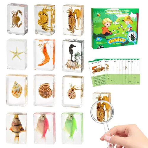 Miniatura 9 de Juego de 12 especímenes de insectos, taxidermia de insectos real en muestras de resina con lupa y tarjetas de información, insectos educativos