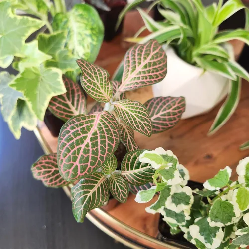 Miniatura 2 de Plantas de interior vivas fáciles de cultivar (paquete de 6), colección de lujo de plantas de interior purificadoras de aire, peperomia, plantas