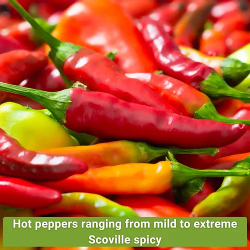 Miniatura 3 de Sow Right Seeds - Colección de semillas de pimiento picante para plantar - Incluye habanero naranja, serrano, tailandés, cayena, tabasco, bonete