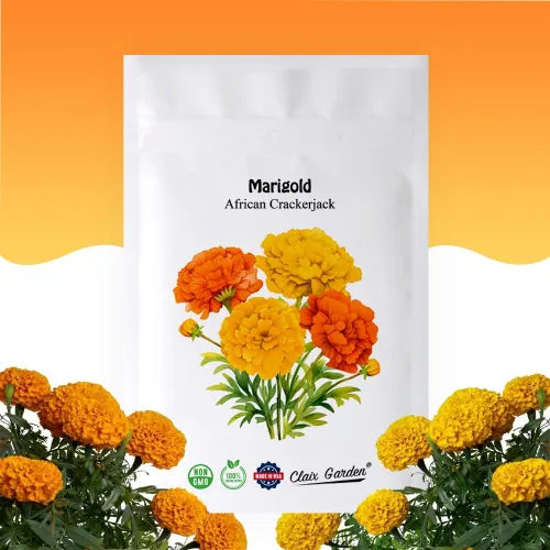 Marigold African Crackerjack Seeds - 750 semillas - Hermosas flores enormes de naranja y amarillo, reliquia sin OMG - Flores vibrantes y fragantes