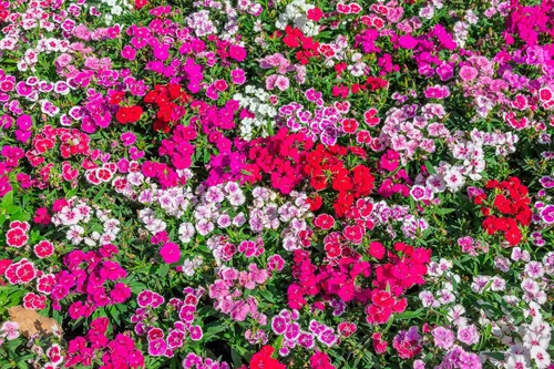Miniatura 6 de 1000 Pinks chinos (rosa de China/rosa arcoíris) Dianthus Chinensis semillas de flores