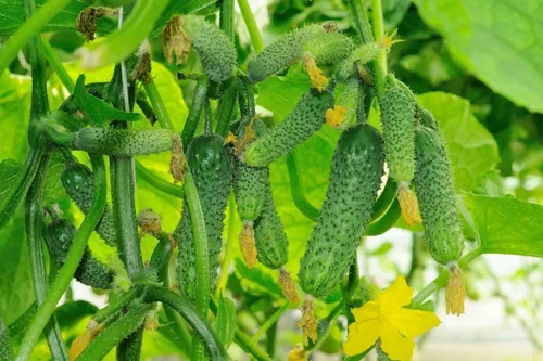 Semillas de pepino autopolinizado Grandpa's Granddaughter F1 para encurtir reliquia sin OMG - Tiempo de cosecha 40 días