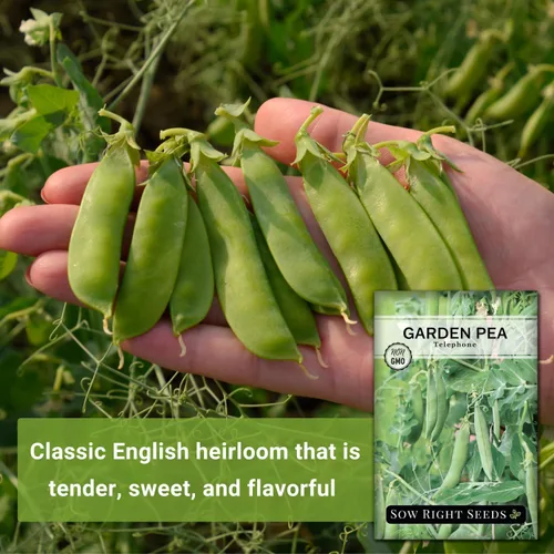Miniatura 3 de Sow Right Seeds - Semillas de guisantes telefónicos para plantar - Paquete de reliquia sin OMG con instrucciones para cultivar un huerto doméstico