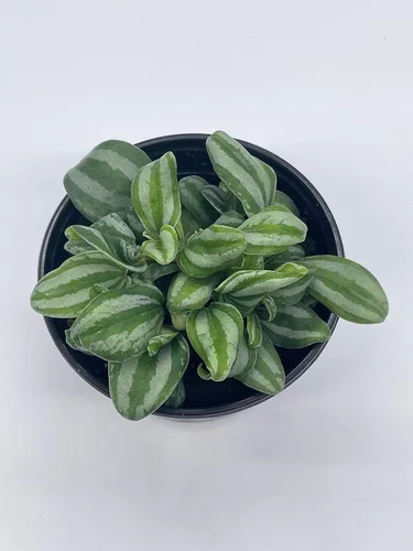 Miniatura 3 de BubbleBlooms Peperomia Mini Sandía, 4 pulgadas de diámetro
