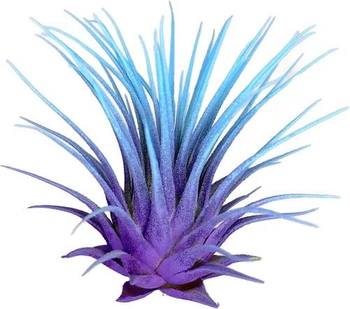 Miniatura 5 de Planta de aire Rainbow Tillandsia, planta de aire Tillandsia, planta de aire, purificación de aire, planta de casa, decoración y regalo