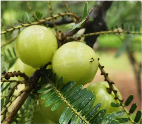 Miniatura 4 de Semillas indias de amla para plantar, fáciles de cultivar y de alto rendimiento, semillas de grosella espinosa de jardín en casa, adecuadas