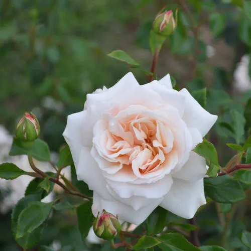 Miniatura 2 de Own-Root - Rosa leyenda inglesa de un galón Penny Lane™ de Heirloom Roses