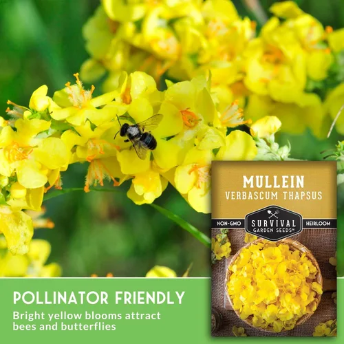 Miniatura 5 de Semillas de gordolobo para plantar, hierba bienal medicinal Verbascum Thapsus con flores amarillas altas, aptas para polinizadores abiertos sin OMG