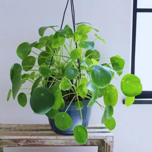 Miniatura 4 de Planta de dinero, planta viva Pilea Peperomioides, de 5 a 7 pulgadas de alto, planta viva para jardín