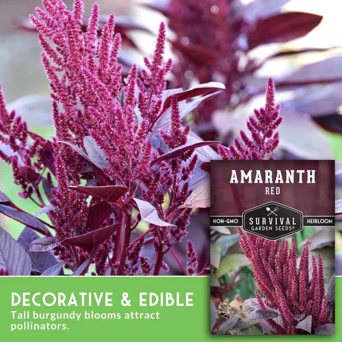 Miniatura 3 de Semillas de amaranto rojo para plantar, verduras de hoja verde comestible y variedad de granos, microgreens de rápido crecimiento o cosecha
