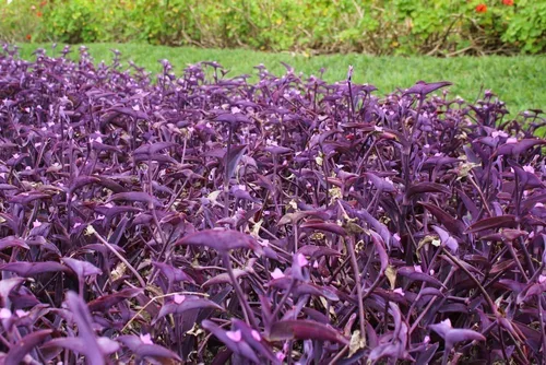 4 esquejes judíos errantes de corazón púrpura para cultivar: judío errante fácil de cultivar, amigo errante