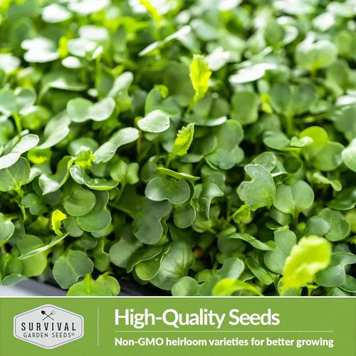 Miniatura 6 de 2 paquetes de semillas de rábano para plantar y cultivar – Planta microvegetales de hoja verde en interiores – Cultiva tu propio mini jardín