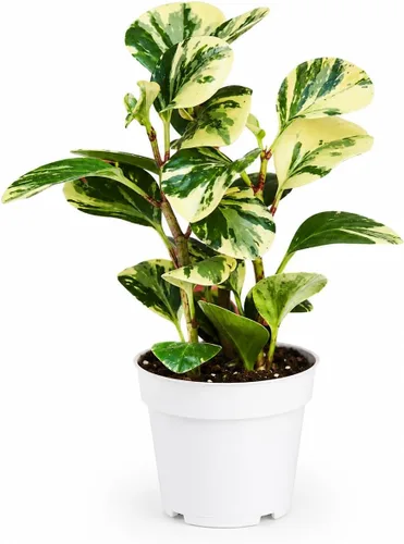 Miniatura 20 de Agloanema Garnet House Plant, Chinese Evergreen Live Plant for Indoor Spaces, Colorful Aglaonema Live Plant, Feng Shui Plants Live Houseplants for