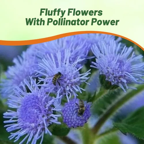 Miniatura 6 de Outsidepride Blue Ageratum Seeds - 5000 semillas anuales de flores para plantar con flores vibrantes y peludas, fáciles de cultivar y tolerantes a