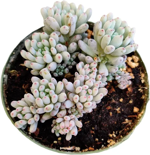 Miniatura 5 de Plantas suculentas vivas (maceta de 2 pulgadas Echeveria Lovely Rose)