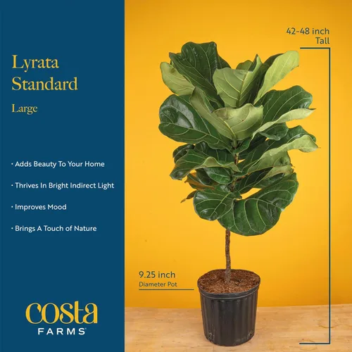 Miniatura 4 de Costa Farms Árbol de higuera de hoja de violín, Ficus Lyrata vivo de 3 a 4 pies, purificador de aire, grande, fácil de mantener, planta de piso