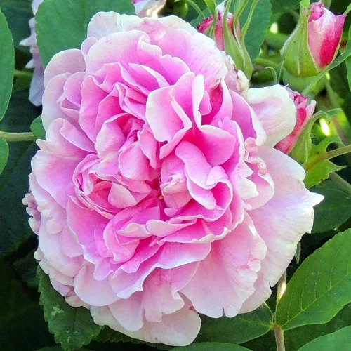 Rosas de rugosa reliquia, planta de raíz propia viva para jardín al aire libre, Bugnet Thérèse, muy fragante, zonas de rusticidad: 3-10, floración