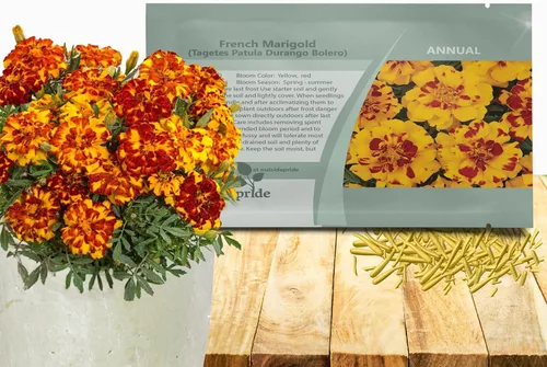 Miniatura 11 de Outsidepride Tagetes Patula Durango Bee French Marigold Garden Flower Seed - 250 Semillas Abeja francesa