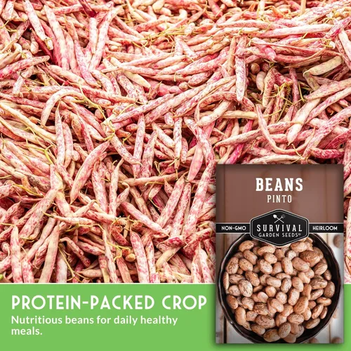 Miniatura 5 de Semillas de frijol Pinto para plantar, frijoles secos de reliquia, variedad de arbustos de alto rendimiento, cultivo alimenticio rico en proteínas