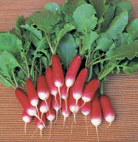 Miniatura 3 de Semillas de Rábano Francés Vegetal 18 Días Temprano Rojo Heirloom - 300 Semillas