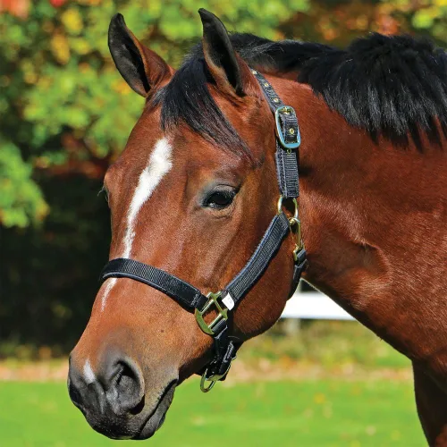 Miniatura 2 de Dura-Tech Cabestro de caballo de nailon totalmente acolchado Cabestro para caballo diseñado para evitar rozaduras Corona y bordillo de caballo
