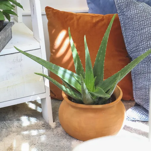 Miniatura 2 de Planta de aloe vera viva en maceta de cultivo de 1G, plantas de interior fáciles, (Aprox. 50.8 cm de altura), suculentas reales, plantas