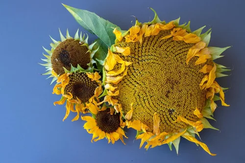 Miniatura 5 de Semillas de girasol gigante para plantar – Cultiva girasoles gigantes en tu jardín – 50 semillas de reliquia sin OGM – Instrucciones completas