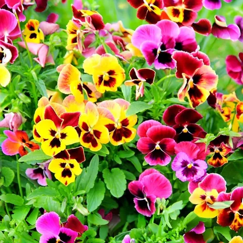 Semillas de flores de viola de 950 colores mezclados para plantar, plantas florecientes de temporada fría para camas de jardín, macetas, paisajismo