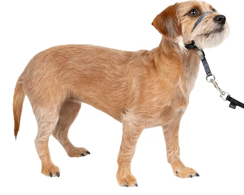 Miniatura 19 de Collar suave de conducción con DVD de entrenamiento PetSafe, Púrpura profundo Violeta intenso