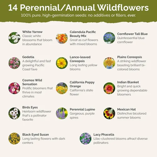 Miniatura 3 de Eden Brothers Semillas mixtas de flores silvestres de aves y mariposas para plantar, 1/4 libras, más de 120,000 semillas con cosmos, manta india