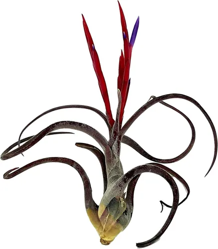 Miniatura 3 de ragnaroc Air Plants - Tillandsia Caput Medusae Floreciente, Grande 5-7" - 1ct - Llegada Viva Garantizada - Plantas de Casa para Decoración del Hogar
