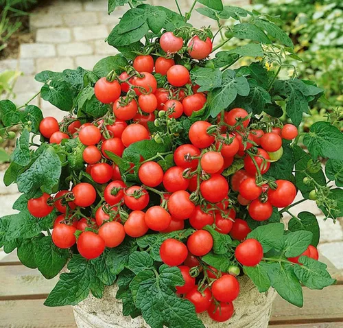 Miniatura 2 de Semillas de tomate rojo de interior - Todo el año para plantar - Vegetales tradicionales - Sin OMG